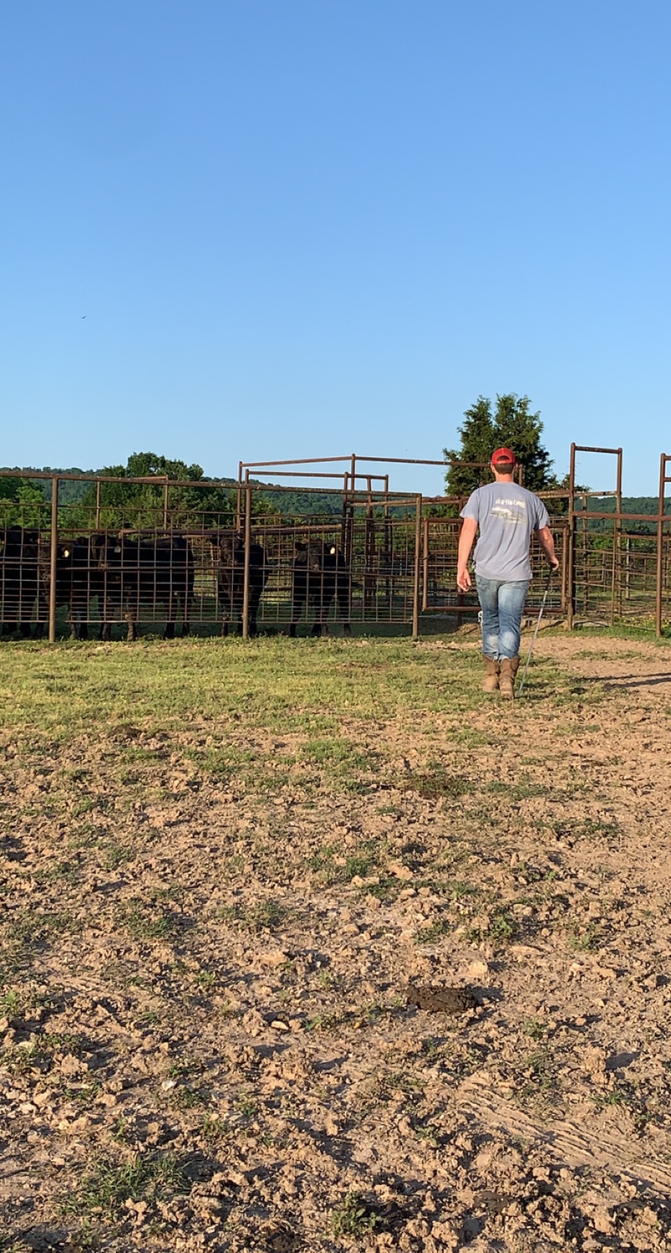 A rancher walking towards cattle in fenced pens on a sunny day, with green hills in the background. The scene captures the essence of cattle farming and livestock management.